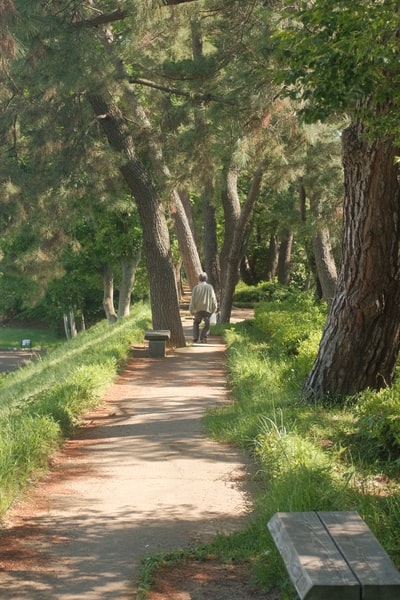 Brown channel between the green grass and trees during the day
